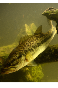 Read more about the article Deep Fishing for HOGS