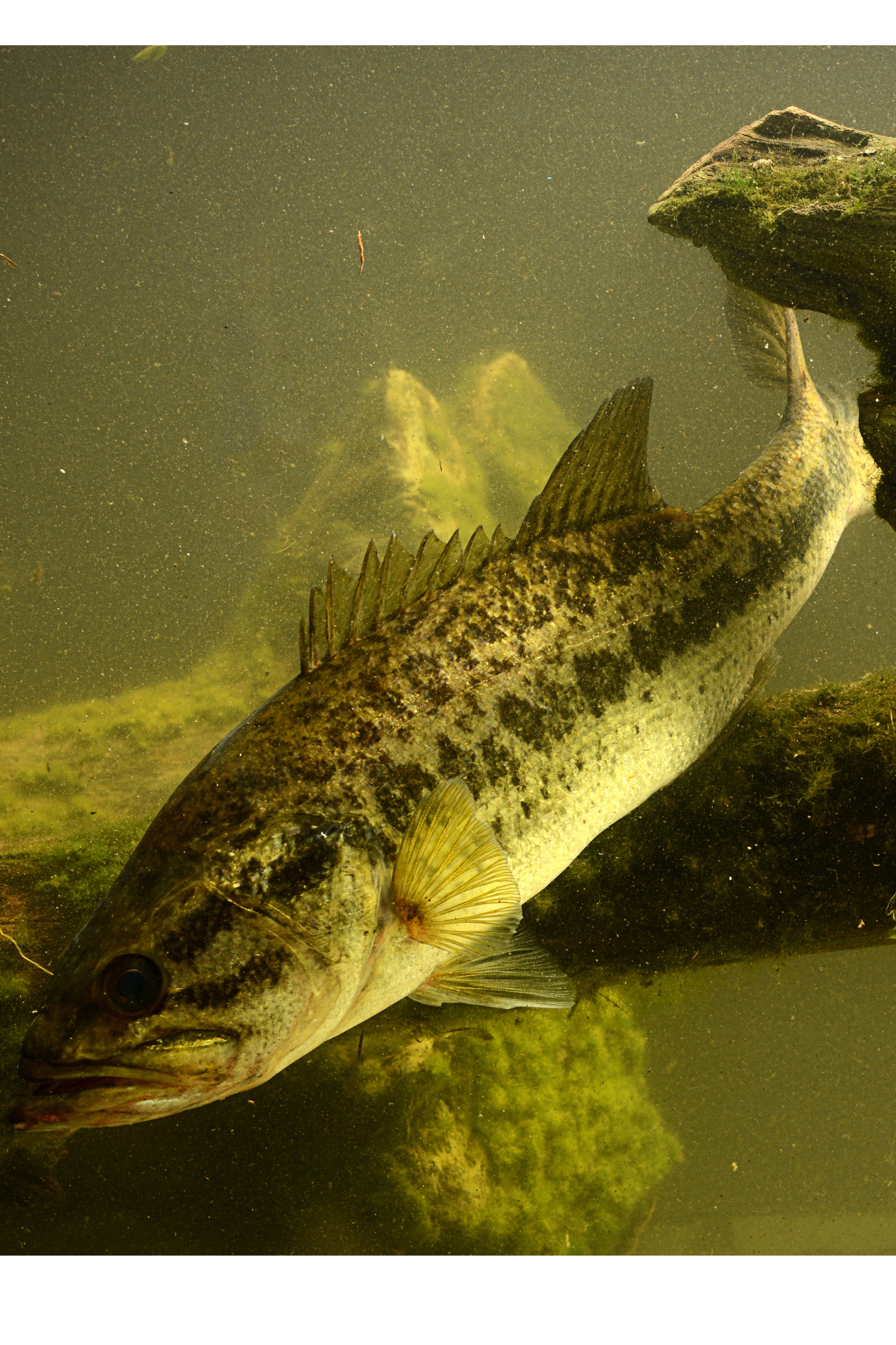 You are currently viewing Deep Fishing for HOGS