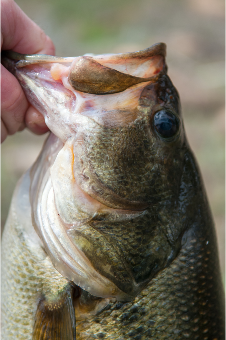 HOGS worm fishing for early Big Gurls