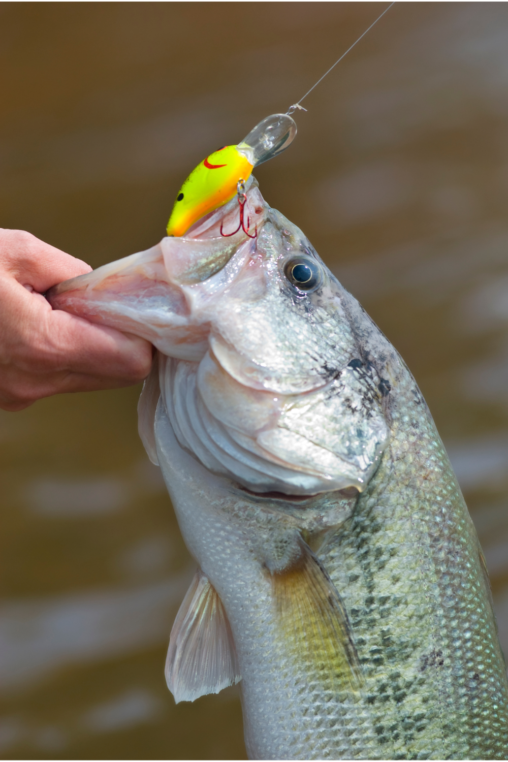 Read more about the article Top Water Buzzbait