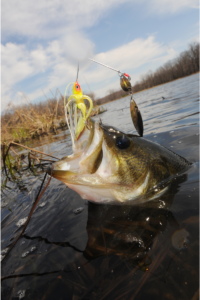 Read more about the article The Booyah Spinner Bait